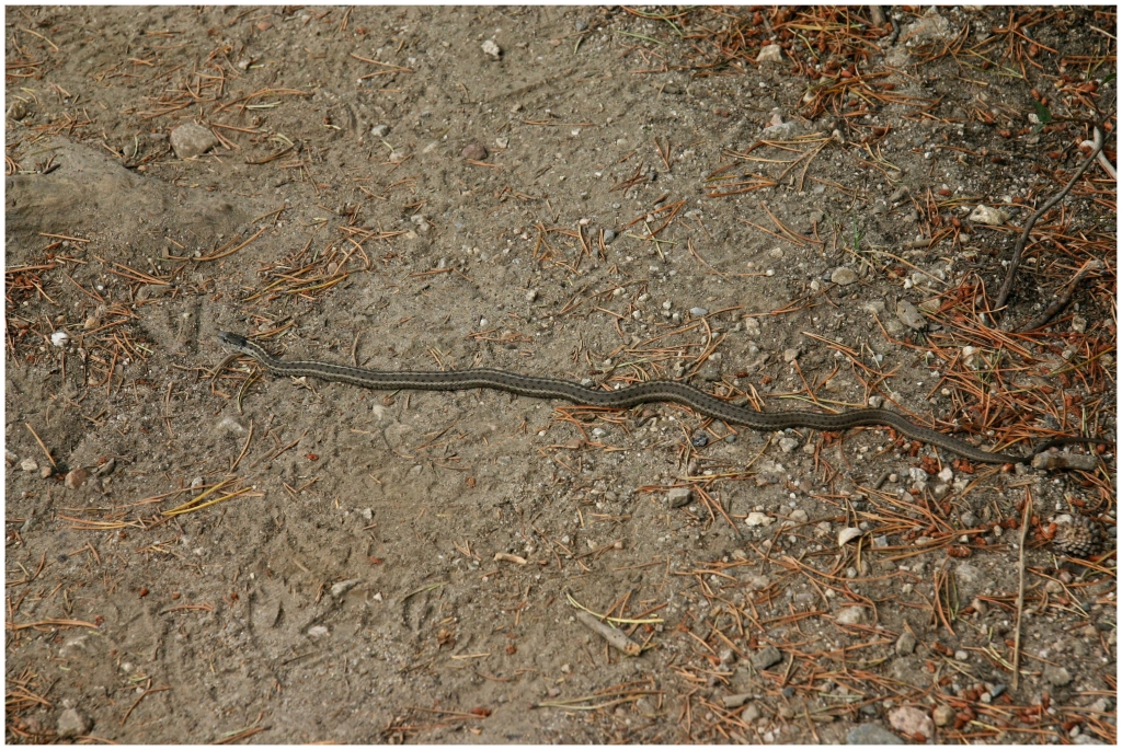 01 - Grand teton NP (10).jpg